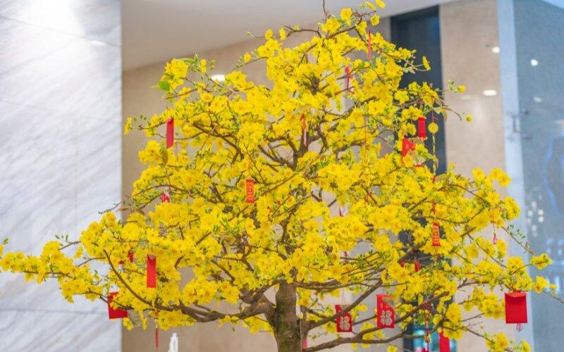 Mẫu trang trí Tết cổ truyền đơn giản với hoa mai