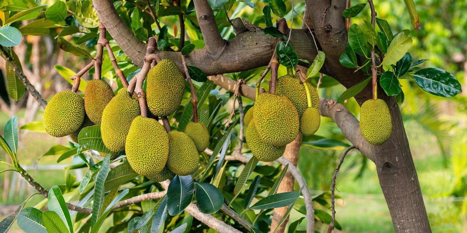 Cây mít dễ gây mất vệ sinh sân vườn do nhựa và quả rụng, đồng thời có bộ rễ làm hỏng nền sân (Nguồn: Internet)